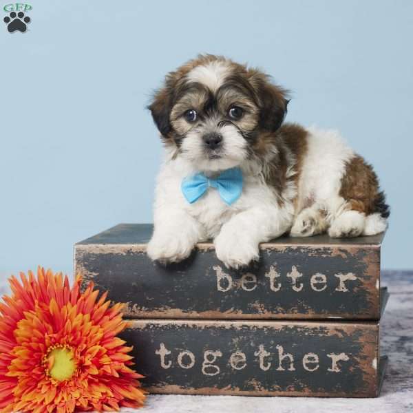 Cooper, Teddy Bear Puppy